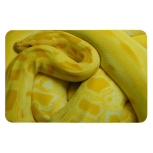 Yellow Burmese Python Magnet