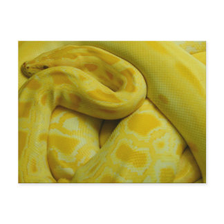 Yellow Burmese Python Postcard