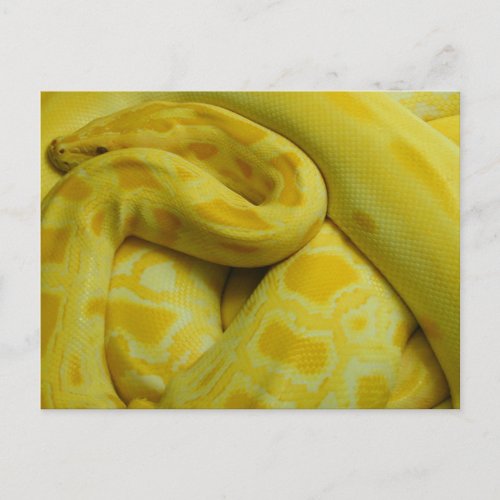 Yellow Burmese Python Postcard