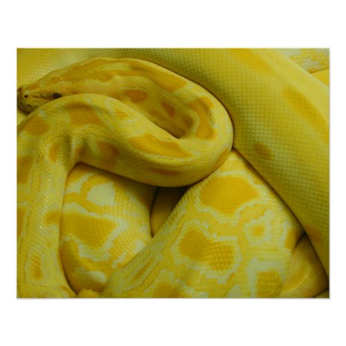 Yellow Burmese Python Poster