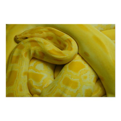 Yellow Burmese Python Poster