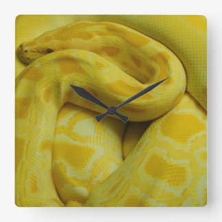 Yellow Burmese Python Square Wall Clock