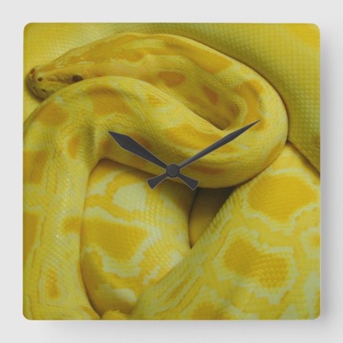 Yellow Burmese Python Square Wall Clock