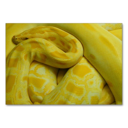 Yellow Burmese Python Table Number