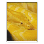 Yellow Burmese Python Temporary Tattoos