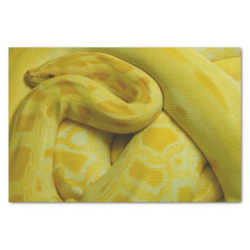 Yellow Burmese Python Tissue Paper