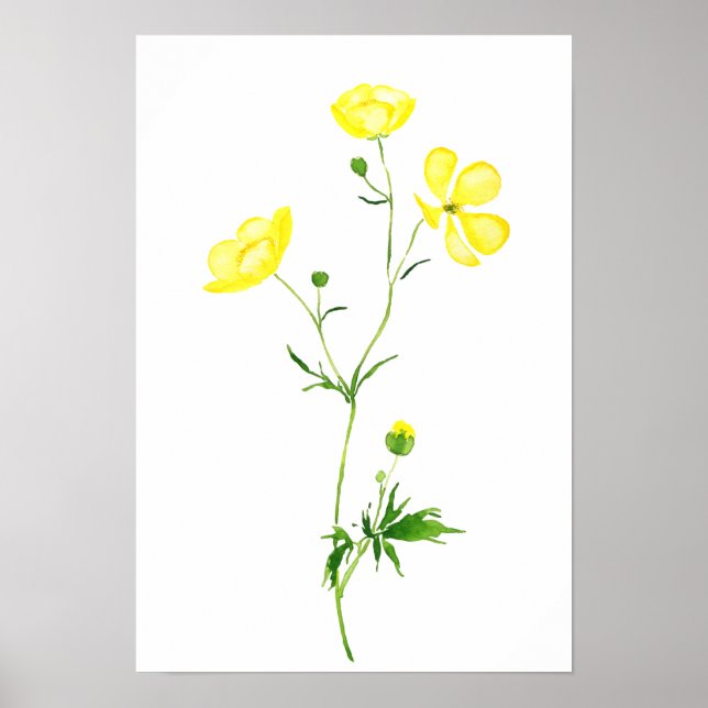 yellow buttercup flower watercolor  poster (Front)