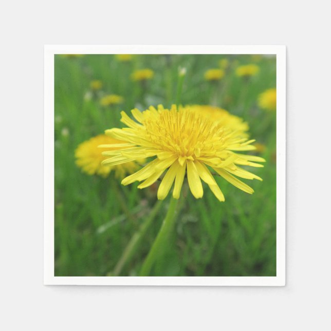 yellow, buttercup, plant, dandelion, meadow, napkins (Front)