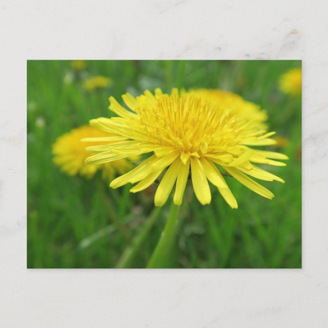 yellow, buttercup, plant, dandelion, meadow, postcard (Front)