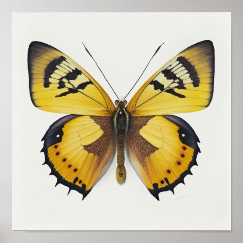 Yellow Butterfly Art Print Poster