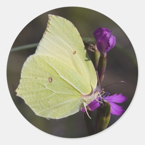 yellow butterfly classic round sticker