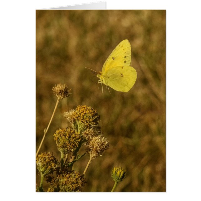 Yellow Butterfly Fall Flowers  Cards (Front)