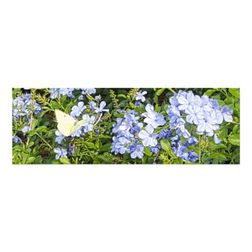 Yellow Butterfly Lavender Blue Plumbago Flowers Photo Print