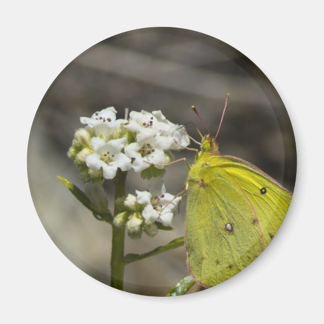 Yellow Butterfly Magnet (Front)