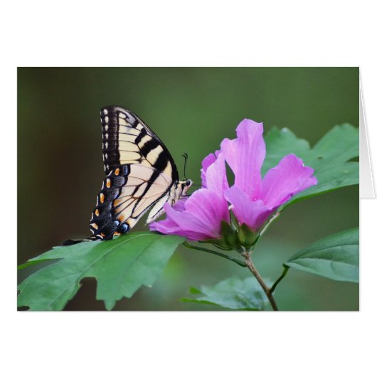 Yellow Butterfly on Pink Posies (Front Horizontal)