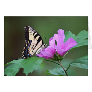 Yellow Butterfly on Pink Posies Cards