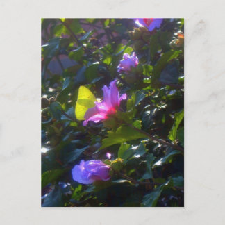 Yellow Butterfly on Pink Rose of Sharon Postcard