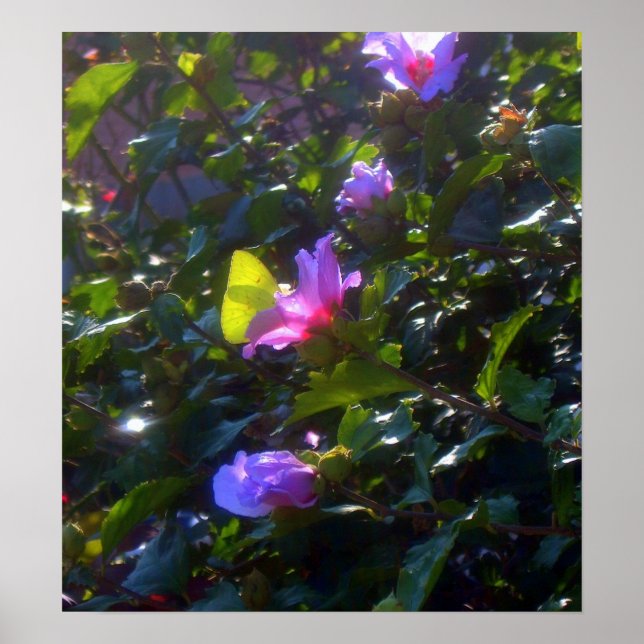 Yellow Butterfly on Pink Rose of Sharon Poster (Front)