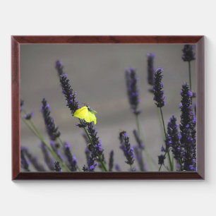 Yellow Butterfly on Purple Lavender Macro Photo Award Plaque