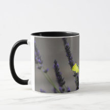 Yellow Butterfly on Purple Lavender Macro Photo