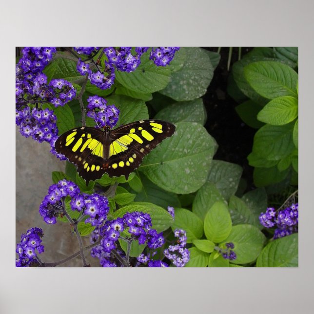 Yellow Butterfly on Violet Flowers Print (Front)