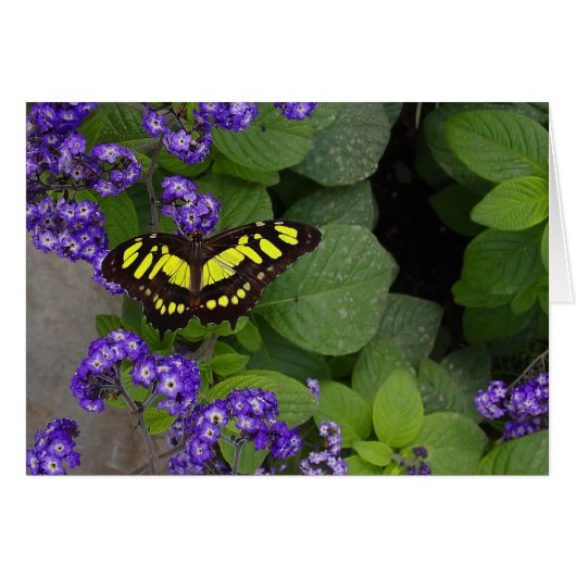 Yellow Butterfly on Violet Flowers Print Cards (Front Horizontal)