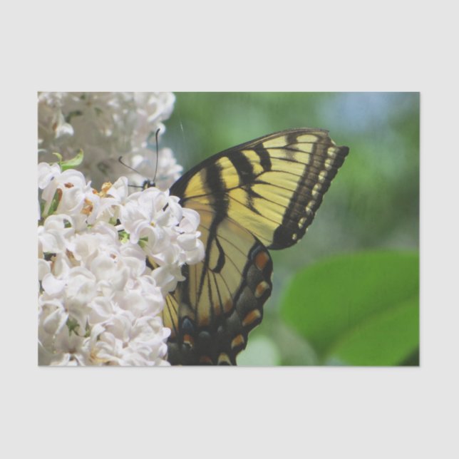 Yellow Butterfly on White Lilacs Tissue Paper (Front)