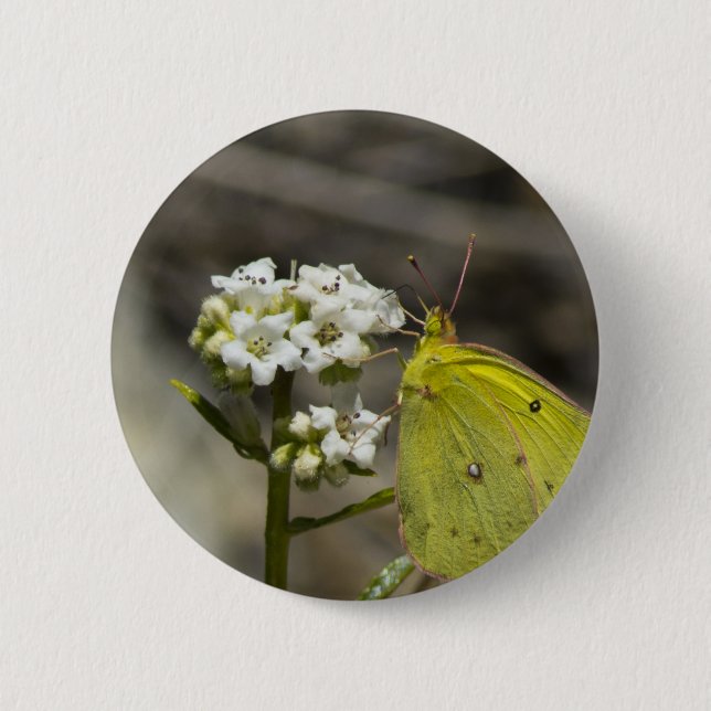 Yellow Butterfly Pinback Button (Front)