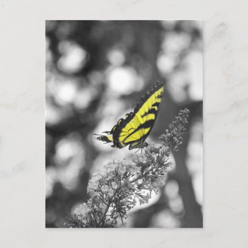 Yellow Butterfly Postcard