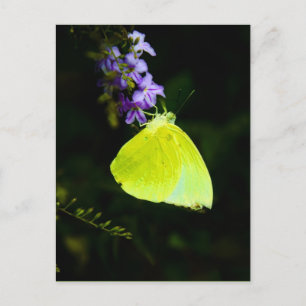 Yellow butterfly  - postcards