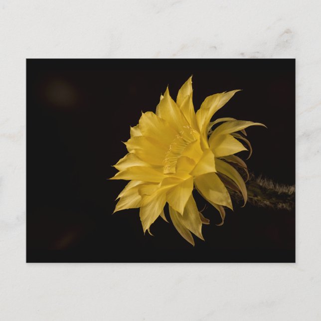Yellow cactus flower in bloom postcard (Front)