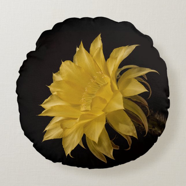 Yellow cactus flower in bloom round pillow (Front)
