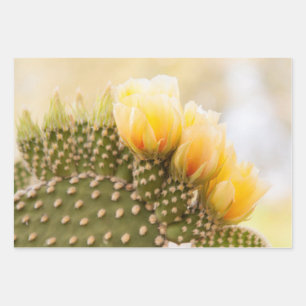 Yellow cactus flowers as they bloom in Arizona Wrapping Paper Sheets