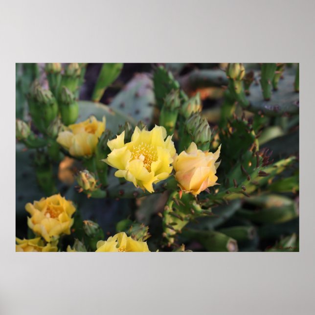 Yellow Cactus Flowers Poster (Front)