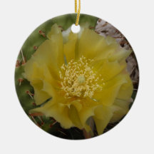 Yellow Cactus In Bloom