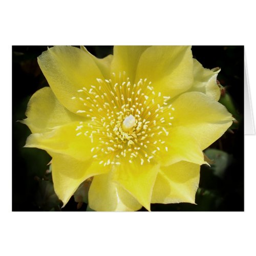 Yellow Cactus Prickly Pear Flower