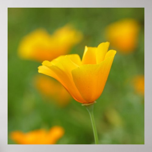 Yellow California Poppy Poster