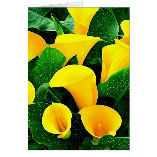Yellow Calla Lilies Cards (Front)