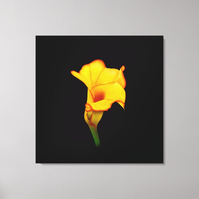 Yellow Calla Lilly Canvas Print (Front)