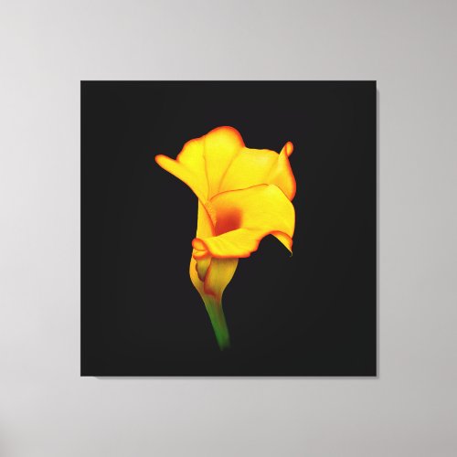 Yellow Calla Lilly Canvas Print