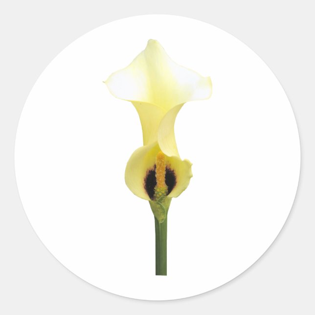 Yellow Calla Lily Classic Round Sticker (Front)