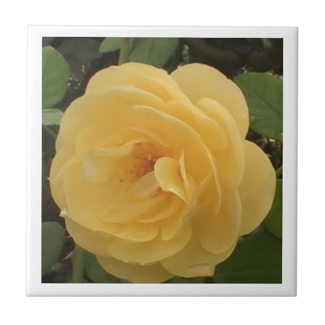 Yellow Camellia Tile (Front)