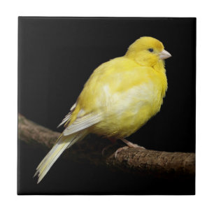 Yellow Canary Ceramic Tile