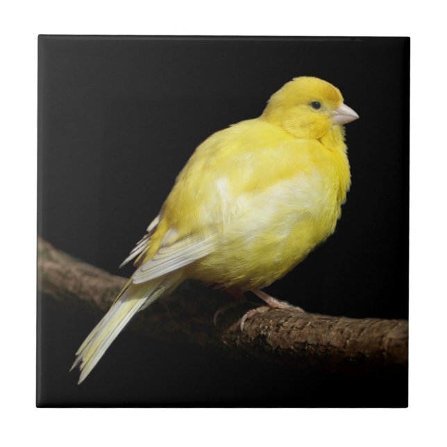 Yellow Canary Ceramic Tile (Front)