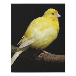 Yellow Canary Faux Canvas Print