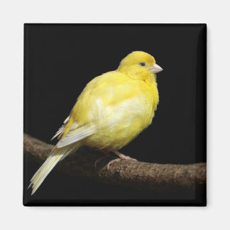 Yellow Canary Magnet