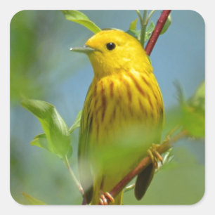 Yellow Canary Square Sticker