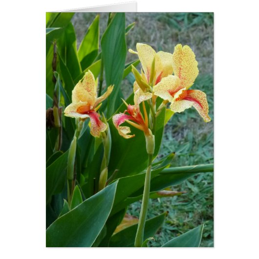 Yellow Canna Lily Cards (Front)