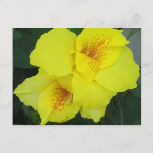 Yellow Cannas Canna Lilies Flower Photo Postcard (Front)