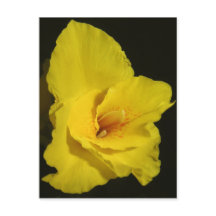 Yellow Cannas Canna Lilies Flower Photo